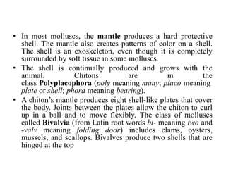 • In most molluscs, the mantle produces a hard protective
shell. The mantle also creates patterns of color on a shell.
The shell is an exoskeleton, even though it is completely
surrounded by soft tissue in some molluscs.
• The shell is continually produced and grows with the
animal. Chitons are in the
class Polyplacophora (poly meaning many; placo meaning
plate or shell; phora meaning bearing).
• A chiton’s mantle produces eight shell-like plates that cover
the body. Joints between the plates allow the chiton to curl
up in a ball and to move flexibly. The class of molluscs
called Bivalvia (from Latin root words bi- meaning two and
-valv meaning folding door) includes clams, oysters,
mussels, and scallops. Bivalves produce two shells that are
hinged at the top
 