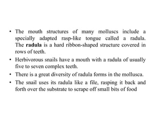 • The mouth structures of many molluscs include a
specially adapted rasp-like tongue called a radula.
The radula is a hard ribbon-shaped structure covered in
rows of teeth.
• Herbivorous snails have a mouth with a radula of usually
five to seven complex teeth.
• There is a great diversity of radula forms in the mollusca.
• The snail uses its radula like a file, rasping it back and
forth over the substrate to scrape off small bits of food
 