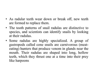 • As radular teeth wear down or break off, new teeth
are formed to replace them.
• The tooth patterns of snail radulas are distinctive to
species, and scientists can identify snails by looking
at their radulas.
• Some radulas are highly specialized. A group of
gastropods called cone snails are carnivorous (meat-
eating) hunters that produce venom in glands near the
mouth. Their radulas are shaped into long, hollow
teeth, which they thrust one at a time into their prey
like harpoons
 