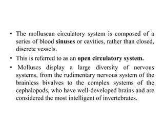 • The molluscan circulatory system is composed of a
series of blood sinuses or cavities, rather than closed,
discrete vessels.
• This is referred to as an open circulatory system.
• Molluscs display a large diversity of nervous
systems, from the rudimentary nervous system of the
brainless bivalves to the complex systems of the
cephalopods, who have well-developed brains and are
considered the most intelligent of invertebrates.
 