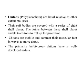 • Chitons (Polyplacophora) are basal relative to other
extant molluscs .
• Their soft bodies are covered with a series of eight
shell plates. The joints between these shell plates
enable to chitons to roll up for protection.
• Chitons are mobile and contract their muscular foot
in waves to move about.
• The primarily herbivorous chitons have a well-
developed radula.
 
