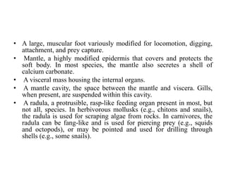 • A large, muscular foot variously modified for locomotion, digging,
attachment, and prey capture.
• Mantle, a highly modified epidermis that covers and protects the
soft body. In most species, the mantle also secretes a shell of
calcium carbonate.
• A visceral mass housing the internal organs.
• A mantle cavity, the space between the mantle and viscera. Gills,
when present, are suspended within this cavity.
• A radula, a protrusible, rasp-like feeding organ present in most, but
not all, species. In herbivorous mollusks (e.g., chitons and snails),
the radula is used for scraping algae from rocks. In carnivores, the
radula can be fang-like and is used for piercing prey (e.g., squids
and octopods), or may be pointed and used for drilling through
shells (e.g., some snails).
 