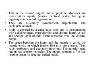 • This is the second largest animal phylum. Molluscs are
terrestrial or aquatic (marine or fresh water) having an
organ-system level of organization.
• They are bilaterally symmetrical, triploblastic and
coelomate animals.
• Body is covered by a calcareous shell and is unsegmented
with a distinct head, muscular foot and visceral hump. A soft
and spongy layer of skin forms a mantle over the visceral
hump.
• The space between the hump and the mantle is called the
mantle cavity in which feather like gills are present. They
have respiratory and excretory functions. The anterior head
region has sensory tentacles. The mouth contains a file-like
rasping organ for feeding, called radula.
 