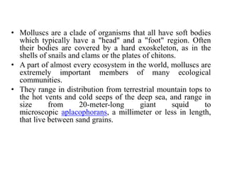 • Molluscs are a clade of organisms that all have soft bodies
which typically have a "head" and a "foot" region. Often
their bodies are covered by a hard exoskeleton, as in the
shells of snails and clams or the plates of chitons.
• A part of almost every ecosystem in the world, molluscs are
extremely important members of many ecological
communities.
• They range in distribution from terrestrial mountain tops to
the hot vents and cold seeps of the deep sea, and range in
size from 20-meter-long giant squid to
microscopic aplacophorans, a millimeter or less in length,
that live between sand grains.
 