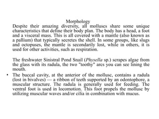 Morphology
Despite their amazing diversity, all molluscs share some unique
characteristics that define their body plan. The body has a head, a foot
and a visceral mass. This is all covered with a mantle (also known as
a pallium) that typically secretes the shell. In some groups, like slugs
and octopuses, the mantle is secondarily lost, while in others, it is
used for other activities, such as respiration.
The freshwater Sinistral Pond Snail (Physella sp.) scrapes algae from
the glass with its radula, the two "toothy" arcs you can see lining the
mouth.
• The buccal cavity, at the anterior of the mollusc, contains a radula
(lost in bivalves) — a ribbon of teeth supported by an odontophore, a
muscular structure. The radula is generally used for feeding. The
ventral foot is used in locomotion. This foot propels the mollusc by
utilizing muscular waves and/or cilia in combination with mucus.
 