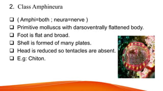 2. Class Amphineura
 ( Amphi=both ; neura=nerve )
 Primitive molluscs with darsoventrally flattened body.
 Foot is flat and broad.
 Shell is formed of many plates.
 Head is reduced so tentacles are absent.
 E.g: Chiton.
 