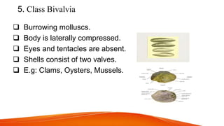 5. Class Bivalvia
 Burrowing molluscs.
 Body is laterally compressed.
 Eyes and tentacles are absent.
 Shells consist of two valves.
 E.g: Clams, Oysters, Mussels.
 