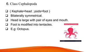 6. Class Cephalopoda
 ( Kephale=head ; pods=foot )
 Bilaterally symmetrical.
 Head is large with pair of eyes and mouth.
 Foot is modified into tentacles.
 E.g: Octopus.
 