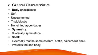  General Characteristics
 Body characters:
• Soft
• Unsegmented
• Triploblastic
• No jointed appendages
 Symmetry:
• Bilaterally symmetrical.
 Shell:
• Externally mantle secretes hard, brittle, calcareous shell.
• Protects the soft body.
 