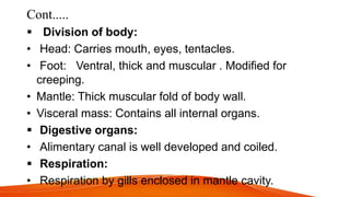 Cont.....
 Division of body:
• Head: Carries mouth, eyes, tentacles.
• Foot: Ventral, thick and muscular . Modified for
creeping.
• Mantle: Thick muscular fold of body wall.
• Visceral mass: Contains all internal organs.
 Digestive organs:
• Alimentary canal is well developed and coiled.
 Respiration:
• Respiration by gills enclosed in mantle cavity.
 