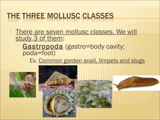  There are seven mollusc classes. We will
study 3 of them:
 Gastropoda (gastro=body cavity;
poda=foot)
 Ex. Common gard...