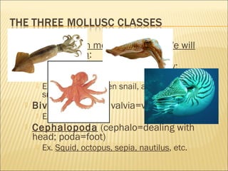  Most popular class of molluscs.
 Consists of snails and snail-like creatures.
 Specific characteristics:
 They have a...