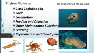 Dr. Muhammad Moosa Abro
Phylum Mollusca
1
Class Cephalopoda
Shell
Locomotion
Feeding and Digestion
Other Maintenance Functions
Learning
Reproduction and Development
 
