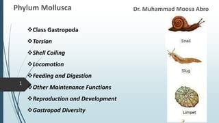 Dr. Muhammad Moosa Abro
Phylum Mollusca
1
Class Gastropoda
Torsion
Shell Coiling
Locomotion
Feeding and Digestion
Other Maintenance Functions
Reproduction and Development
Gastropod Diversity
 