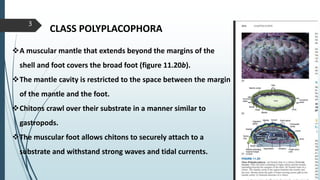 Phylum Mollusca, Class Polyplacophora, Class Monoplacophora, Phylogenetic consideration.pptx
