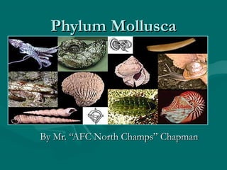 Ppt Phylum Mollusca Powerpoint Presentation Free 320x507