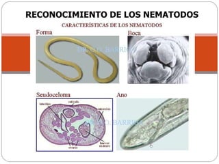 RECONOCIMIENTO DE LOS NEMATODOS 