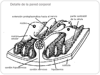 Detalle de la pared corporal 