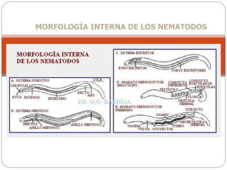 MORFOLOGÍA INTERNA DE LOS NEMATODOS 