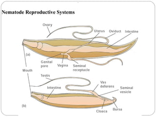 . Nematode Reproductive Systems 