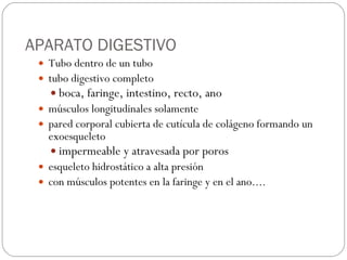 APARATO DIGESTIVO Tubo dentro de un tubo tubo digestivo completo boca, faringe, intestino, recto, ano músculos longitudinales solamente pared corporal cubierta de cutícula de colágeno formando un exoesqueleto impermeable y atravesada por poros esqueleto hidrostático a alta presión con músculos potentes en la faringe y en el ano.... 