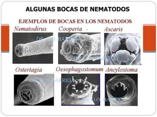 ALGUNAS BOCAS DE NEMATODOS 