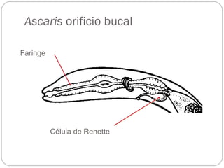 Ascaris  orificio bucal Faringe Célula de Renette 