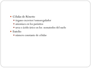Células de Rénette órgano excretor/osmoregulador amoníaco en los parásitos urea o ácido úrico en los  nematodos del suelo Eutelio número constante de células 