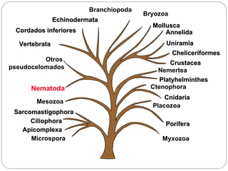 Myxozoa Uniramia Cheliceriformes Crustacea Annelida Mollusca Branchiopoda Cordados inferiores Vertebrata Otros  pseudocelomados Nematoda Porifera Ctenophora Cnidaria Placozoa Platyhelminthes Nemertea Ciliophora Sarcomastigophora Microspora Apicomplexa Mesozoa Bryozoa Echinodermata 