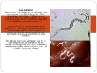 e. La excreción Es exclusivo. En las especies de vida libre está formado por dos células, llamadas  células glandulares excretoras  o  células reneta . Ambas se dirigen al orificio excretor, que está en la superficie ventral. La estructura varía en los diferentes grupos de nemátodos. En la evolución, el volumen de la célula glandular ha disminuido. La célula se modifica y recubre los conductos excretores. Los cordones laterales se comunican por un conducto transverso para dirigirse al poro excretor. Las células excretoras participan sólo en la osmorregulación. La excreción de los deshechos nitrogenados ocurre a nivel de las paredes intestinales, que excretan a la luz del intestino y salen por el ano. 