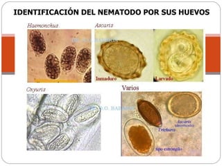IDENTIFICACIÓN DEL NEMATODO POR SUS HUEVOS 