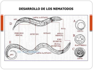 DESARROLLO DE LOS NEMATODOS 