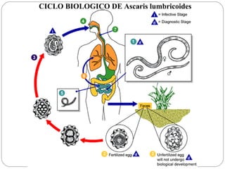 CICLO BIOLOGICO DE Ascaris lumbricoides 