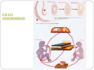 CICLO OXIUROIDEOS 