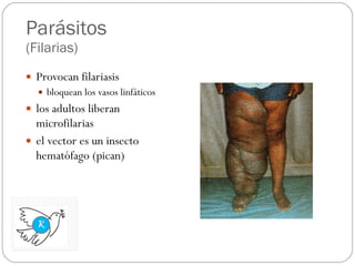 Parásitos (Filarias) Provocan filariasis bloquean los vasos linfáticos los adultos liberan microfilarias el vector es un insecto hematófago (pican) 