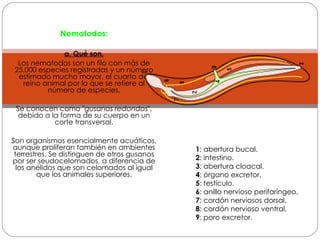 Nematodos: a. Qué son. Los nematodos son un filo con más de 25.000 especies registradas y un número estimado mucho mayor, el cuarto del reino animal por lo que se refiere al número de especies. Se conocen como " gusanos redondos ", debido a la forma de su cuerpo en un corte transversal. Son organismos esencialmente acuáticos, aunque proliferan también en ambientes terrestres. Se distinguen de otros gusanos por ser seudocelomados, a diferencia de los anélidos que son celomados al igual que los animales superiores. 1 : abertura bucal. 2 : intestino. 3 : abertura cloacal. 4 : órgano excretor. 5 : testículo. 6 : anillo nervioso perifaríngeo. 7 : cordón nerviosos dorsal. 8 : cordón nervioso ventral. 9 : poro excretor. 