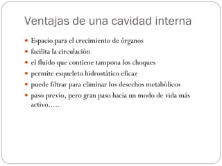 Ventajas de una cavidad interna Espacio para el crecimiento de órganos facilita la circulación el fluido que contiene tampona los choques permite esqueleto hidrostático eficaz puede filtrar para eliminar los desechos metabólicos paso previo, pero gran paso hacia un modo de vida más activo..... 