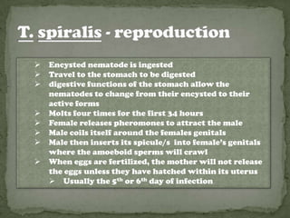    Encysted nematode is ingested
   Travel to the stomach to be digested
   digestive functions of the stomach allow the
    nematodes to change from their encysted to their
    active forms
   Molts four times for the first 34 hours
   Female releases pheromones to attract the male
   Male coils itself around the females genitals
   Male then inserts its spicule/s into female’s genitals
    where the amoeboid sperms will crawl
   When eggs are fertilized, the mother will not release
    the eggs unless they have hatched within its uterus
     Usually the 5th or 6th day of infection
 