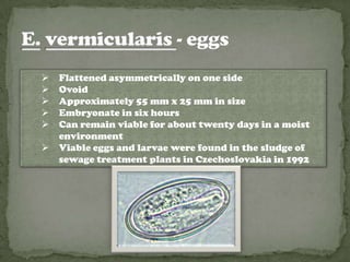    Flattened asymmetrically on one side
   Ovoid
   Approximately 55 mm x 25 mm in size
   Embryonate in six hours
   Can remain viable for about twenty days in a moist
    environment
   Viable eggs and larvae were found in the sludge of
    sewage treatment plants in Czechoslovakia in 1992
 