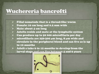    Filial nematode that is a thread-like worm
   Female: 10 cm long and 0.2 mm wide
   Male: about 4 cm long
   Adults reside and mate at the lymphatic system
   Can produce up to 50 000 microfilaria per day
   microfilaria are 250-300 µm long, 8 µm wide and
    circulate in the peripheral blood and can live as is up
    to 12 months
   Adult s take 6 to 12 months to develop from the
    larval stage and can live between 4 and 6 years
 