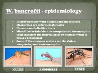    Interactions are with humans and mosquitoes
   Mosquitoes are intermediate hosts
   Humans are definitive hosts
   Microfilariae inhabits the mosquito and the mosquito
    then transfers the microfilariae to humans when it
    takes a blood meal
   Some of the common vectors are the Culex,
    Anopheles, and Aedes mosquito




CULEX               ANOPHELES               AEDES
 