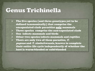    The five species (and three genotypes yet to be
    defined taxonomically) that comprise the
    encapsulated clade parasitize only mammals
   Three species comprise the non-capsulated clade
   One infects mammals and birds
   Other two species infects mammals and reptiles
   There are only two of these parasites, T.
    papuae and T. zimbabwensis, known to complete
    their entire life cycle independently of whether the
    host is warm-blooded or cold-blooded
 