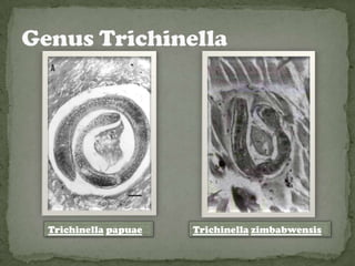 Trichinella papuae   Trichinella zimbabwensis
 