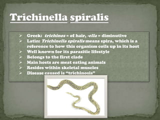    Greek: trichinos = of hair, -ella = diminutive
   Latin: Trichinella spiralis means spira, which is a
    reference to how this organism coils up in its host
   Well known for its parasitic lifestyle
   Belongs to the first clade
   Main hosts are meat eating animals
   Resides within skeletal muscles
   Disease caused is “trichinosis”
 