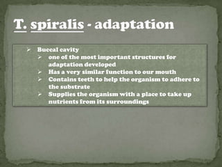   Buccal cavity
     one of the most important structures for
       adaptation developed
     Has a very similar function to our mouth
     Contains teeth to help the organism to adhere to
       the substrate
     Supplies the organism with a place to take up
       nutrients from its surroundings
 