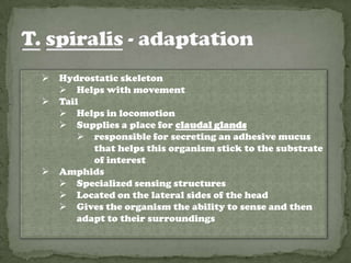    Hydrostatic skeleton
     Helps with movement
   Tail
     Helps in locomotion
     Supplies a place for claudal glands
         responsible for secreting an adhesive mucus
           that helps this organism stick to the substrate
           of interest
   Amphids
     Specialized sensing structures
     Located on the lateral sides of the head
     Gives the organism the ability to sense and then
        adapt to their surroundings
 
