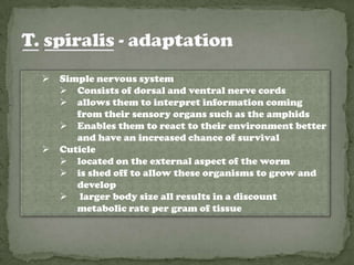    Simple nervous system
     Consists of dorsal and ventral nerve cords
     allows them to interpret information coming
       from their sensory organs such as the amphids
     Enables them to react to their environment better
       and have an increased chance of survival
   Cuticle
     located on the external aspect of the worm
     is shed off to allow these organisms to grow and
       develop
     larger body size all results in a discount
       metabolic rate per gram of tissue
 