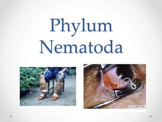 Phylum
Nematoda
 