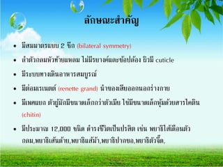 ลักษณะสาคัญ
• มีสมมาตรแบบ 2 ซีก (bilateral symmetry)
• ลาตัวกลมหัวท้ายแหลม ไม่มีรยางค์และข้อปล้อง ผิวมี cuticle
• มีระบบทางเดินอาหารสมบูรณ์
• มีต่อมเรเนตต์ (renette grand) นาของเสียออกนอกร่างกาย
• มีเพศแยก ตัวผู้มักมีขนาดเล็กกว่าตัวเมีย ไข่มีขนาดเล็กหุ้มด้วยสารไคติน
(chitin)
• มีประมาณ 12,000 ชนิด ดารงชีวิตเป็นปรสิต เช่น พยาธิไส้เดือนตัว
กลม,พยาธิเส้นด้าย,พยาธิแส้ม้า,พยาธิปากขอ,พยาธิตัวจี๊ด,
 