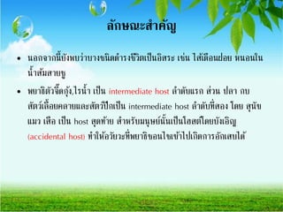 ลักษณะสาคัญ
• นอกจากนี้ยังพบว่าบางชนิดดารงชีวิตเป็นอิสระ เช่น ไส้เดือนฝอย หนอนใน
น้าส้มสายชู
• พยาธิตัวจี๊ดกุ้ง,ไรน้า เป็น intermediate host ลาดับแรก ส่วน ปลา กบ
สัตว์เลื้อยคลายและสัตว์ปีกเป็น intermediate host ลาดับที่สอง โดย สุนัข
แมว เสือ เป็น host สุดท้าย สาหรับมนุษย์นั้นเป็นโฮสต์โดยบังเอิญ
(accidental host) ทาให้อวัยวะที่พยาธิชอนไชเข้าไปเกิดการอักเสบได้
 